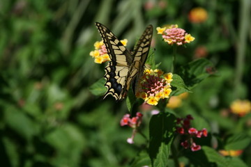 papillon
