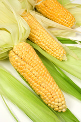 Corn ears and leafs on green background