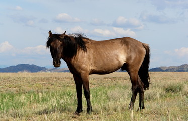 cheval dans desert kazakhstan
