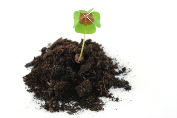 Plant and soil isolated on a white background.