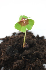 Plant and soil isolated on a white background.