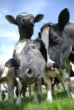 Vache
