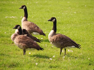 Canada geese