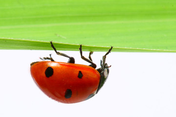 ladybug on grass isolated on white