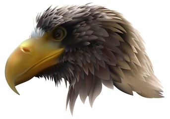 Golden Eagle (Haliaeetus pelagicus) - detailed illustration