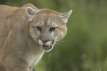 Cougar portrait taken with long Telephoto lens.