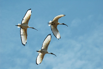 flying ibisses