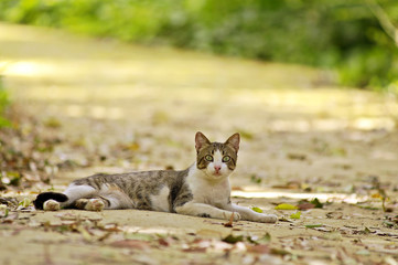 Gato contemplativo