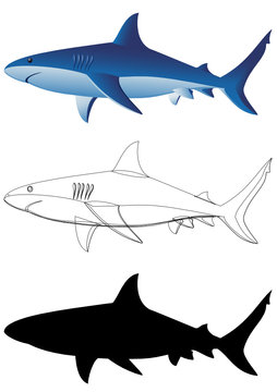 Sharks - 3 images isolated on white