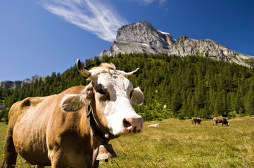 Fototapeta na wymiar Krowa wypasu Alpe Veglia