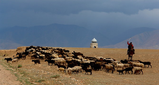 cavalier et troupeau de moutons, kirghizistan