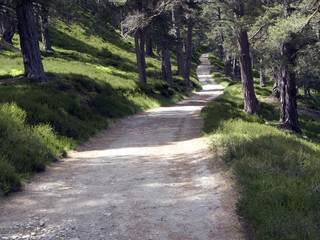 Waldweg in den schottischen Highlands