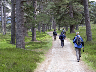 Waldweg in den schottischen Highlands