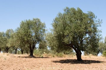 Fototapeta premium Olive tree garden during summer season