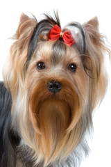 Yorkshire terrier in studio