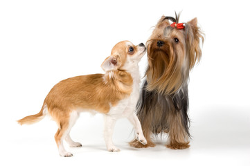 Chihuahua and the terrier in studio