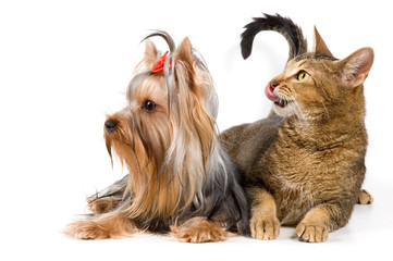 The terrier and cat in studio