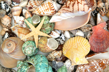 Colorful seashells background and star