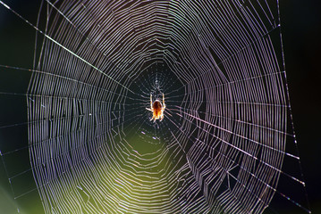 spider&acute;s web