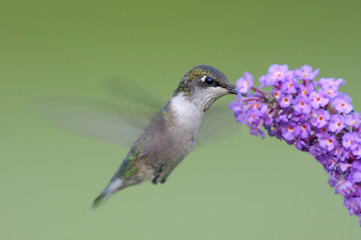 Hungry Ruby-throated Hummingbird (archilochus colubris)