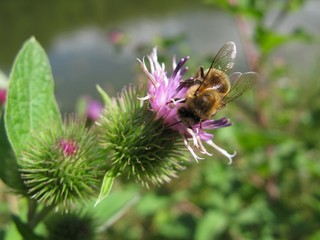 Abeille butinant une fleur