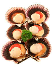 Freshly harvested sea scallops in their shells ready to serve.