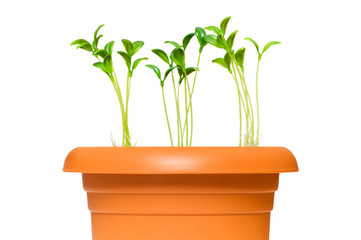 Green saplings growing in the clay pot