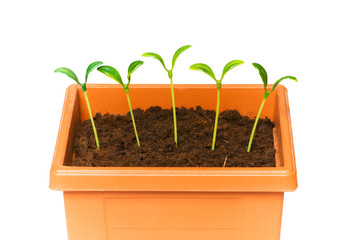 Green saplings growing in the clay pot