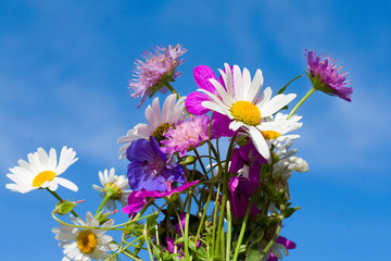 bunch of wildflowers on blue sky background - 8875435