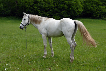 Obraz na płótnie Canvas Beautiful white horse at fresh grass field