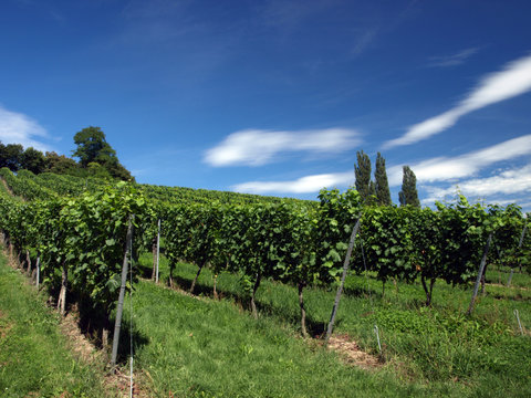 Weing&auml;rten am Bodensee 2