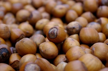 Haselnüsse