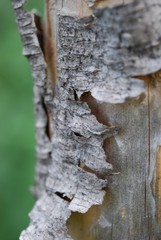 corteccia