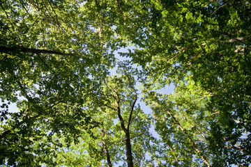 Fototapeta premium Cîme des arbres de la fôret