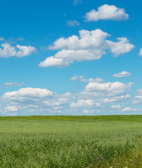 Obraz premium green field with blooming flowers and blue sky
