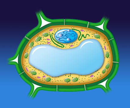 plant cell