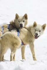 Dogsledding with Huskies in Swiss Alps, Switzerland