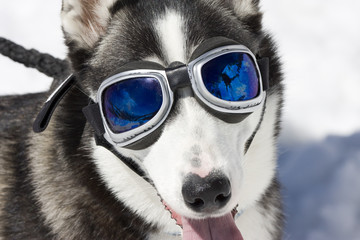 Husky wearing sunglasses, protection against the sun