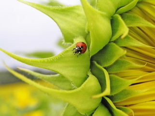Ladybird (Coccinella septempunktata)