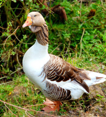 beautiful goose