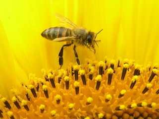 Bee on a sunflower