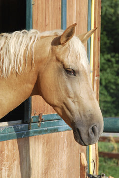 Cavallo in stalla