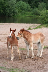 Naklejka na ściany i meble Two young foals on Two young foals