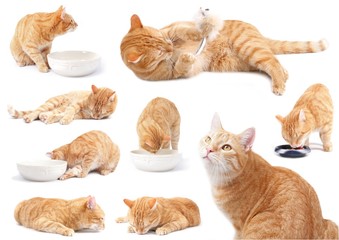 the ginger cat - attitudes