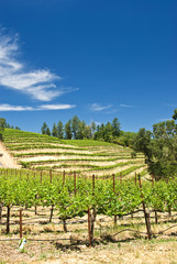 Fototapeta na wymiar Vineyards in Napa, California