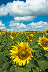 Sunflower agains a blue sky and clouds