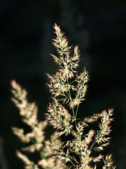 Gras im Sonnenschein