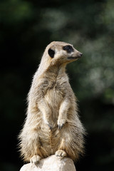 Meerkat