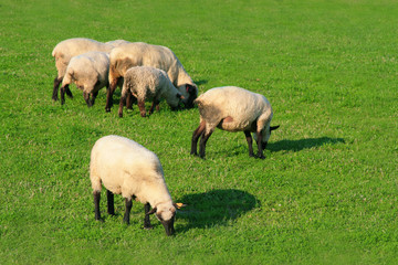 sheep on the meadow - Beskid mountains