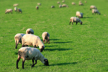 a lot sheep on the meadow (Beskid mountains)